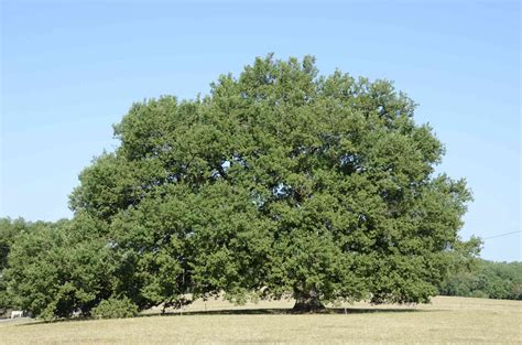 « Nous Voulons Que Les Arbres Remarquables Soient Reconnus Comme Un