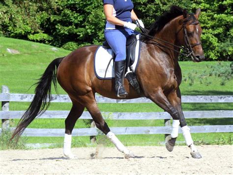 Use the “Canter-Trot” to Truly Engage the Hind End – Horse Listening