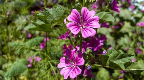 15 Flowering Perennials To Seed Indoors This February