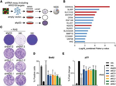 A focused shRNA screen identified novel ARID1B effectors controlling ... 
