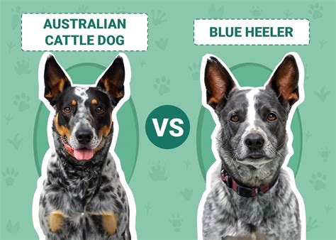 Is A Blue Heeler And Australian Cattle Dog The Same | Detroit Chinatown