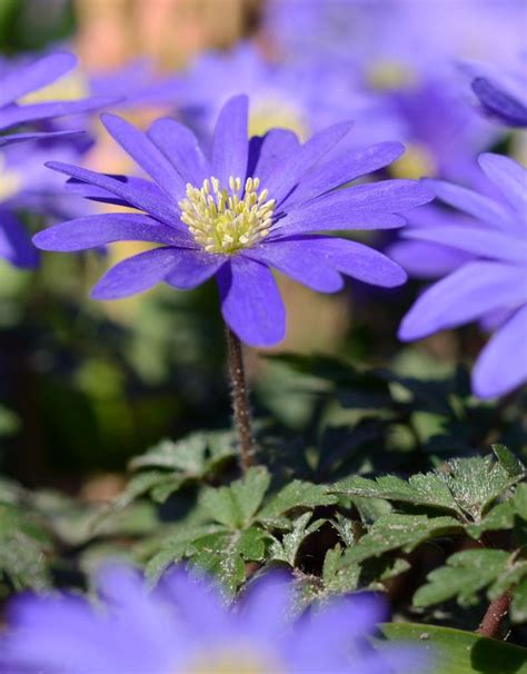 Buy Anemone blanda 'Blue Shades' (Winter windflower) - De Warande - Strongbulbs.com