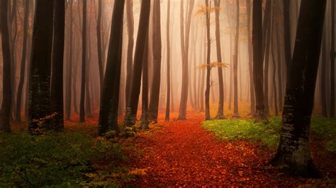 Fall Forest HD Wallpapers - 4k, HD Fall Forest Backgrounds on WallpaperBat