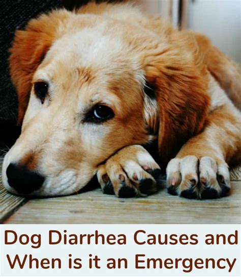 Dog Diarrhea Causes and When is it an Emergency - Miss Molly Says