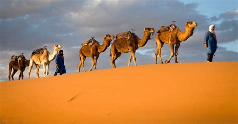 How Camels Walk Easily On Soft Sand PostureInfoHub