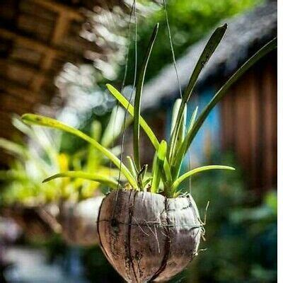 Coconut Husk Shell Hanging Orchid Basket Pot Hooks Plant Planter