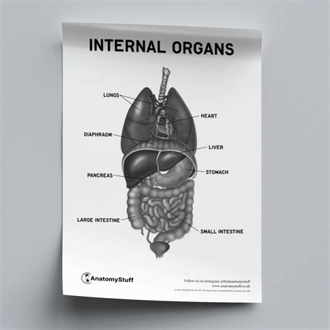 internal organs poster  human anatomy study aid anatomystuff