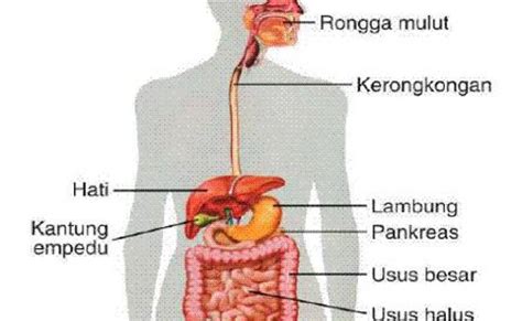 Struktur Dan Fungsi Sistem Pencernaan Pada Manusia Dinosaurse