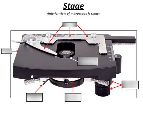 Microscope Stage Diagram | Quizlet