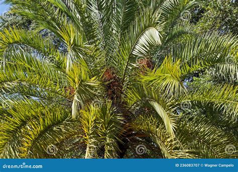 Date Palm Trees Leaves On Tropical Garden Stock Image Image Of Dates