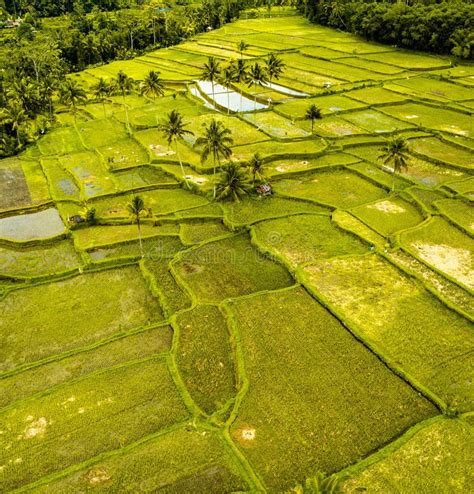 Aerial View Of Desa Mancingan Rice Field In Gianyar Regency Bali