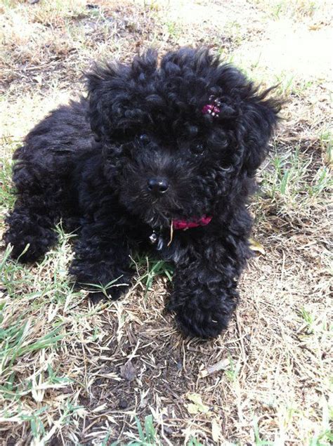 Black Toy Poodle Maltese Mix - canvas-ily