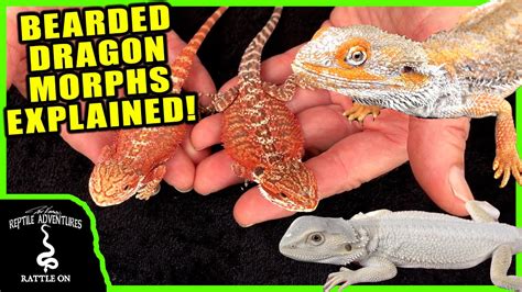 Complete Bearded Dragon Morph Guide With Heather Moye From Fairytail