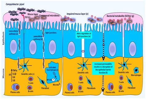 Toxins Free Full Text Enteric Pathogens And Their Toxin Induced