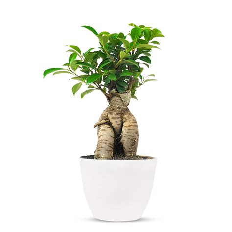 Buy best quality ficus bonsai online from Plantsden