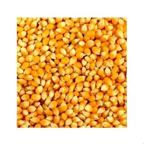 Top Selling Non Gmo Yellow Maize Corn Yellow Corn White Corn Air