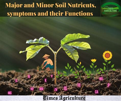 Soil Nutrients And Their Classification 15 Most Important Nutrients