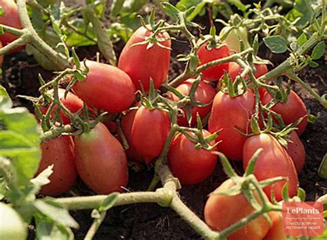 Томат ‘Настенька’ — описание сорта, характеристики | на LePlants.ru