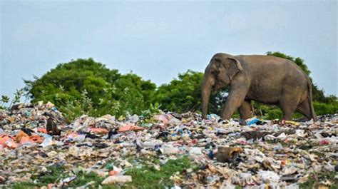 Au Sri Lanka Le Probl Me L Phantesque Des D Chets Plastiques