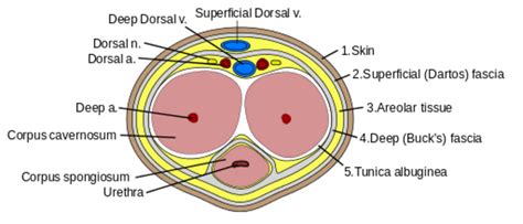 Erectile Dysfunction Hubpages