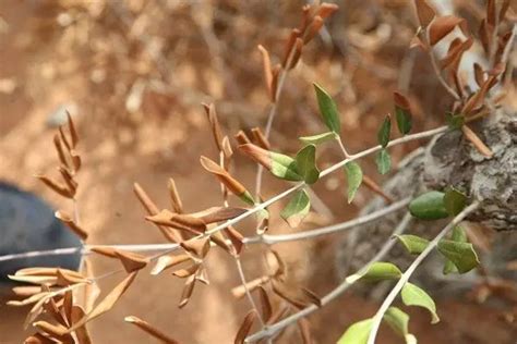 Sess O De Esclarecimento Sobre A Xylella Fastidiosa Na Drap Algarve