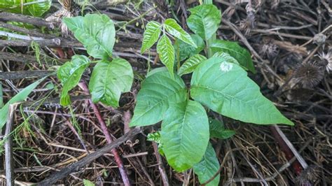 How To Get Rid Of Poison Ivy Plants