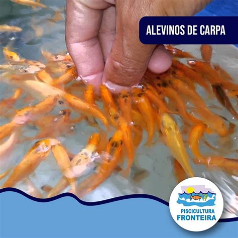 Piscicultura Fronteira - Piscicultura Fronteira | Goiânia GO