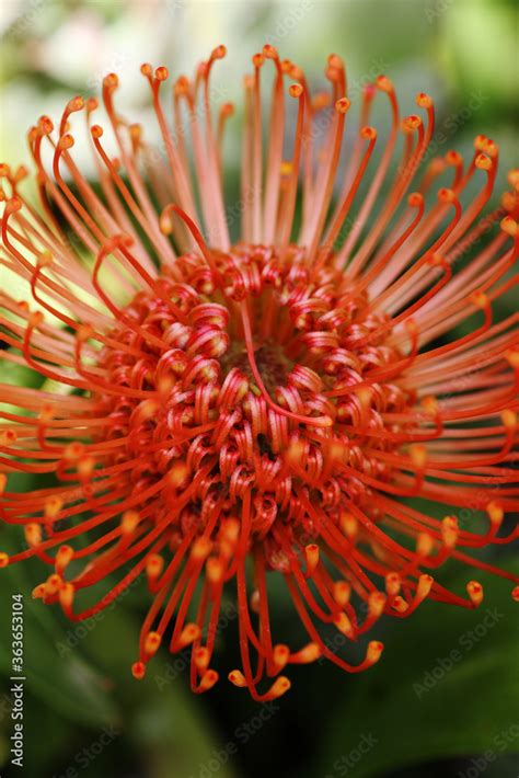 Subtropical plants Stock Photo | Adobe Stock