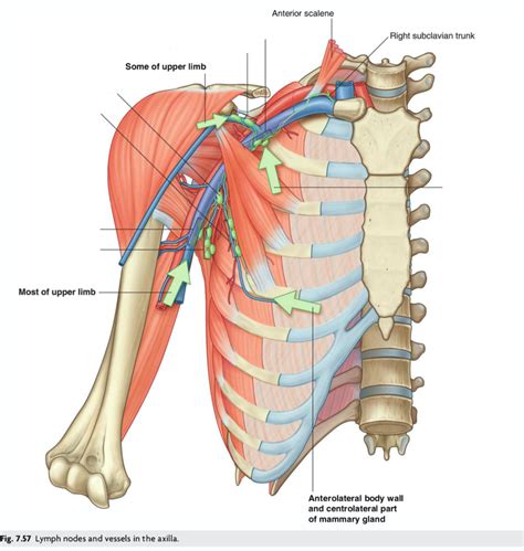 Diagram of lymph nodes and vessels in the axilla | Quizlet