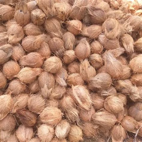 Semi Husked Coconut For Free From Impurities Freshness Good Taste