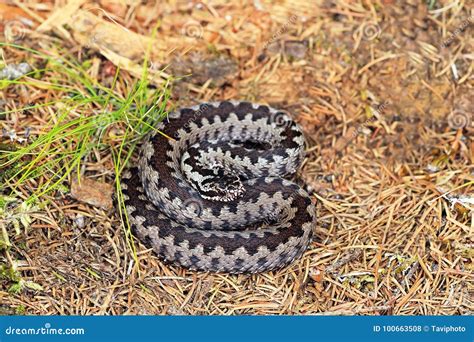 Common Crossed European Viper On Forest Ground Stock Photo Image Of