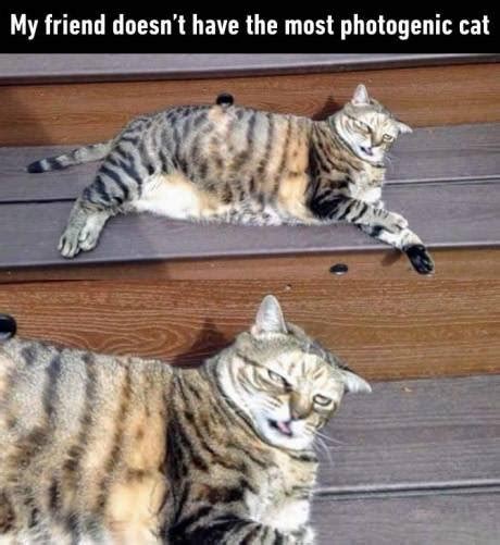 18 Cats Failing at Life to Make You Feel Better About Yours - Funny ...