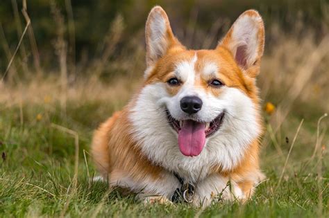 25 Adorable Dog Breeds That Steal Hearts - Doggodigest