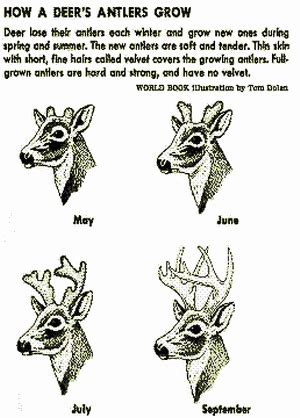 Antler Growth gif by WhiteTailKnives | Photobucket