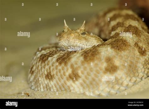 Saharan Horned Viper Cerastes Cerastes Stock Photo Alamy