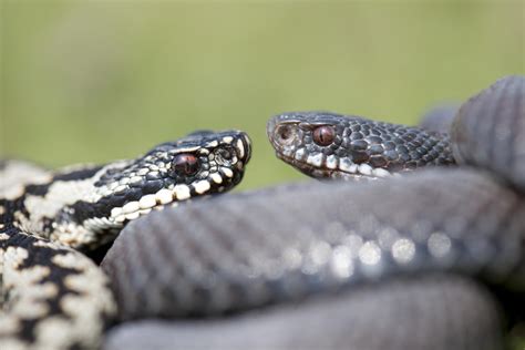 WATCH AND TELL: Are these snakes fighting or mating?