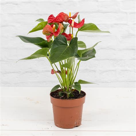 Flamingoblume Anthurium Cm Topf Rot Zimmerpflanzen Blumen Risse