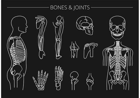 Bone Vector Art Icons And Graphics For Free Download