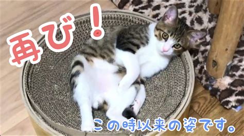 子猫のときぶり！この姿が見たかったのです！ Vol1073 Youtube