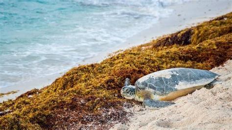 Ciamik Konservasi Penyu Taman Nasional Karimunjawa Destinasi Wisata