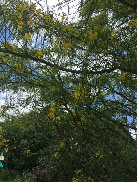 Texas tree identification in the Plant ID forum - Garden.org