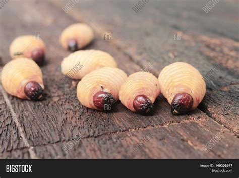 Sago Beetle Worm Red Image And Photo Free Trial Bigstock