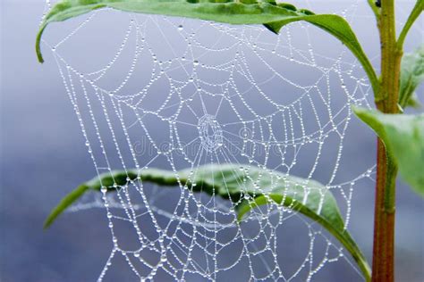 Morning Dew In Spider Web Stock Image Image Of Autumn 14498691