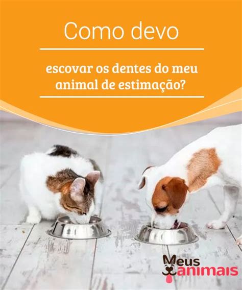 Como devo escovar os dentes do meu animal de estimação Alimentos