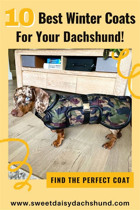 10 Best Dachshund Winter Coats! - Sweet Daisy Dachshund