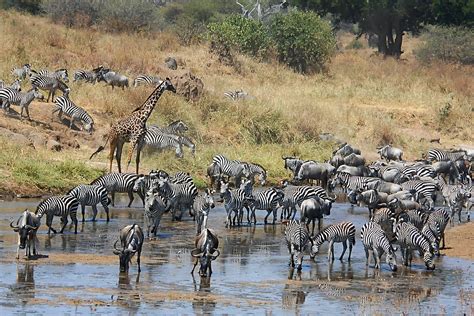 Tarangire Lake Manyara Lake Natron Serengeti Twanga Touring