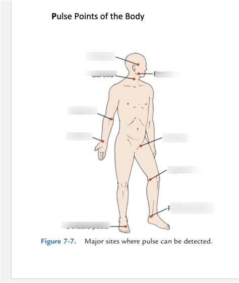 Pulse Points Of The Body Diagram Quizlet