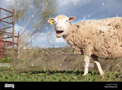 Sheep Corral Hi Res Stock Photography And Images Alamy