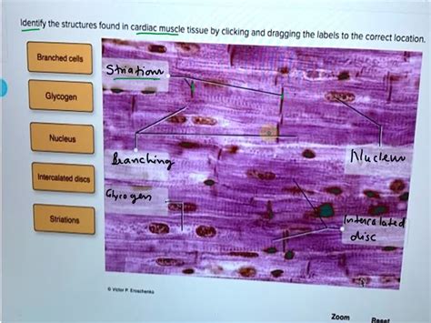 Solved Help Save Exit Identify The Structures Found In Cardiac Muscle