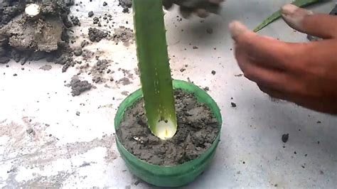 How To Grow Aloe Vera From Leaf Grow Indoors Youtube